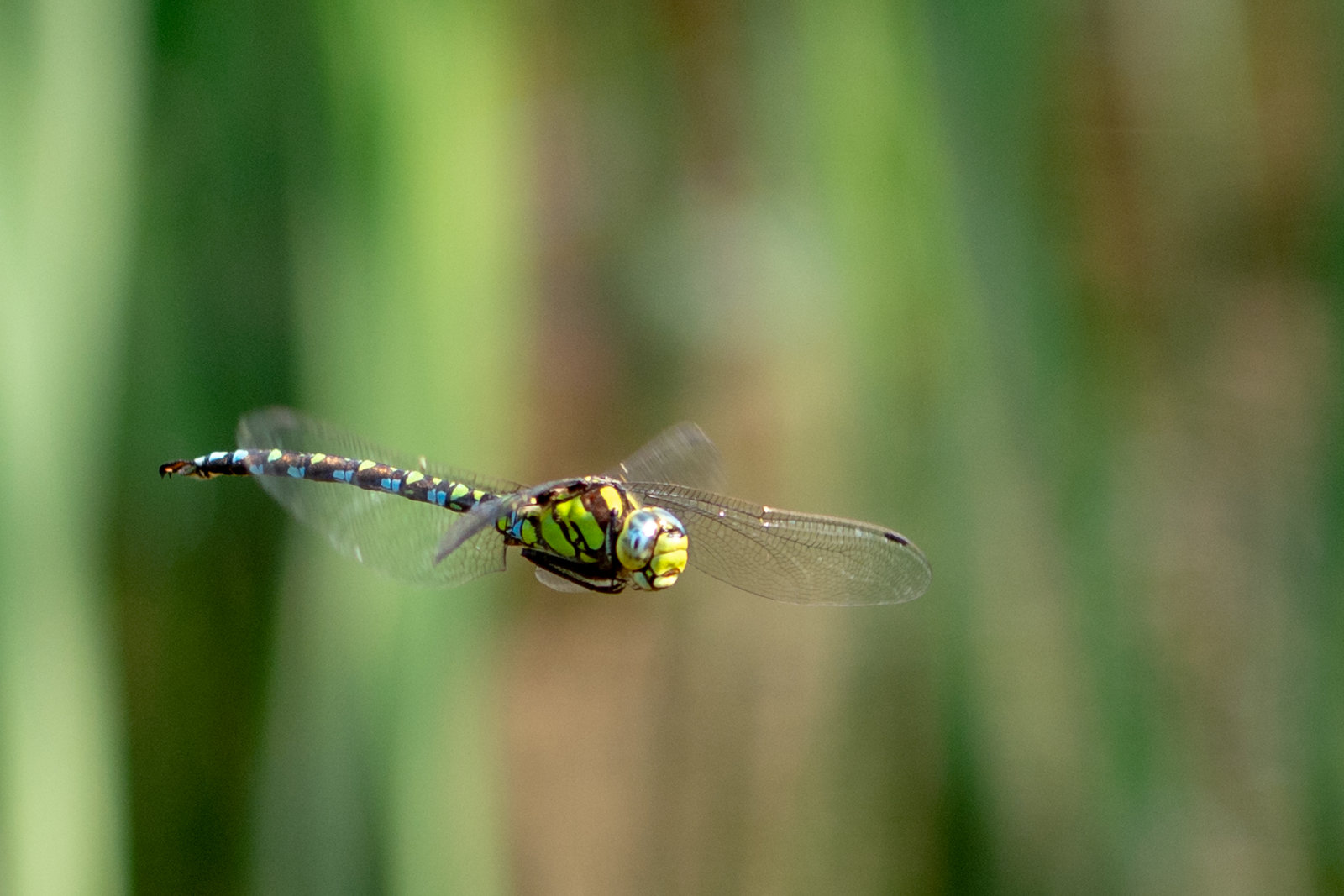Blue Hawker-DSA 8805
