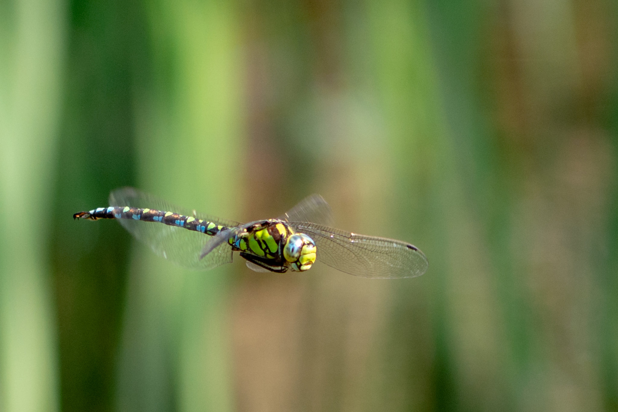 Blue Hawker-DSA 8805