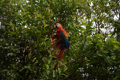 Venezuela, Canaima, Red Parrot Venezuela, Canaima, Red Parrot