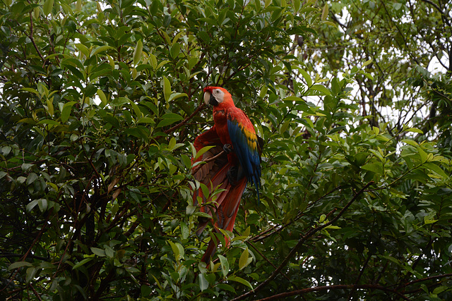 Venezuela, Canaima, Red Parrot