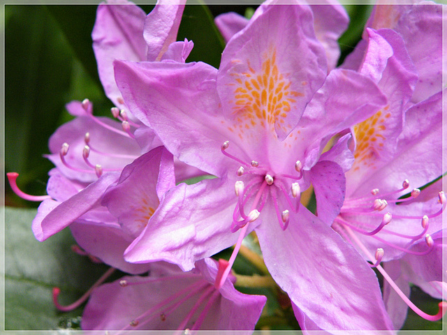 Rhododendron au jardin du Val Cocherel à Dinan (22)