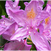 Rhododendron au jardin du Val Cocherel à Dinan (22)