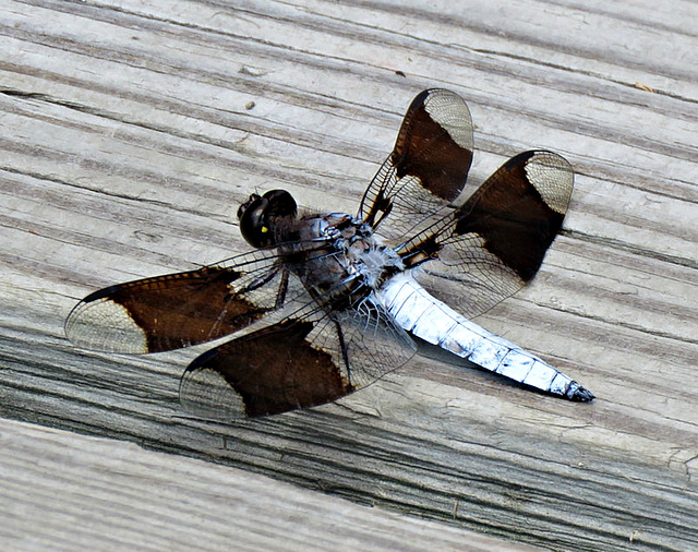 Common Whitetail (Plathemis lydia)