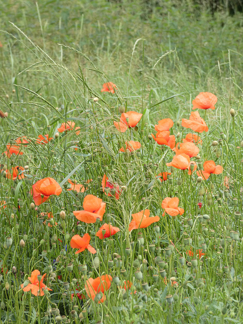 Mohnblumen