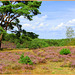 Flowering  Heather -