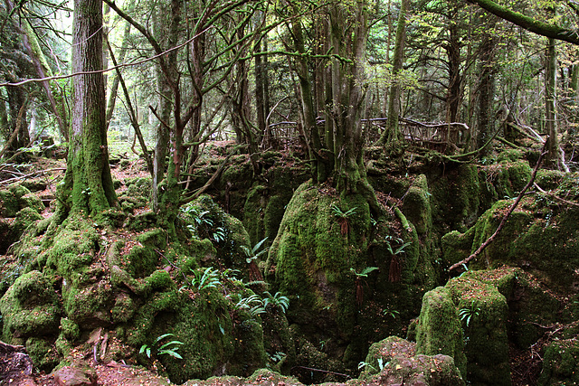 Puzzlewood