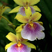 Miltoniopsis hybrid