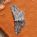 Twig loooper moth