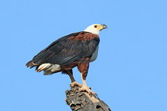 African Fish Eagle