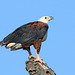 African Fish Eagle