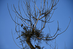 Nest