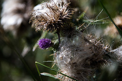 20140911 5139VRAw [NL] Distel,  Terschelling