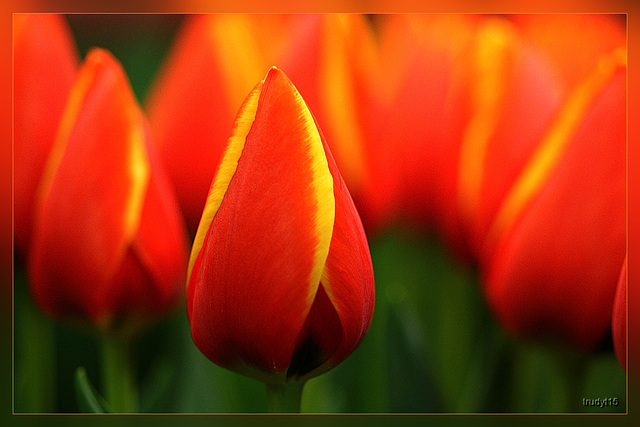 tulp