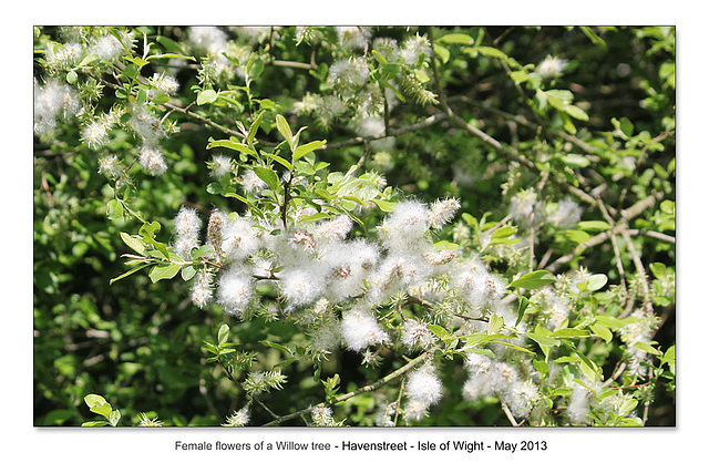 Female Willow flowers - Havenstreet  - Isle of Wight - 31.5.2013