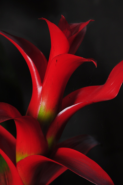 Guzmania