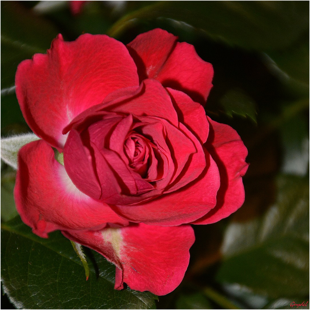 Rose de Septembre