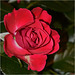 Rose de Septembre