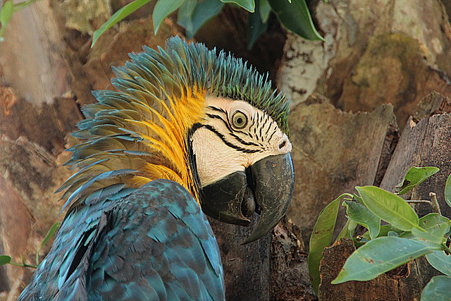 Blue & Yellow Macaw