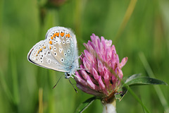 Common blue on clover