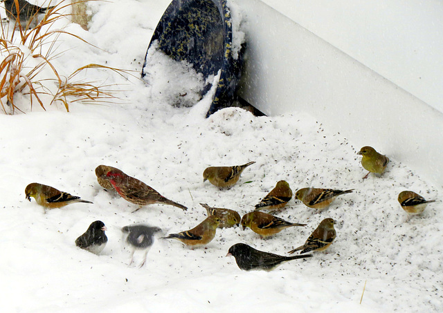 Winter guests