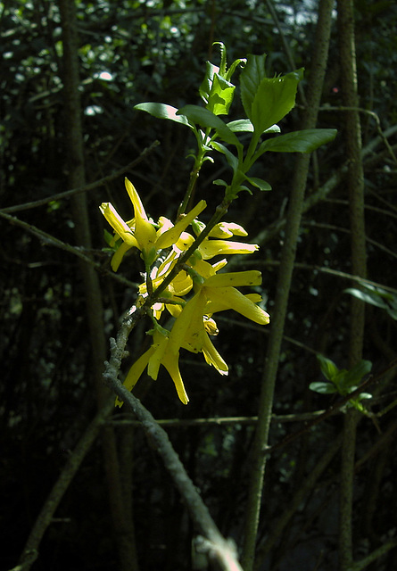 Forsythie (Forsythia intermedia)