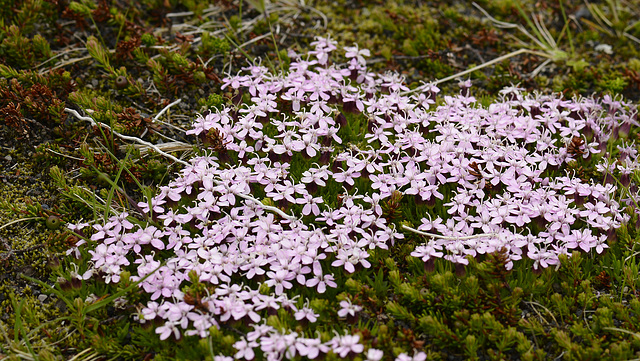 Silene acaulis, Lambagras, Iceland