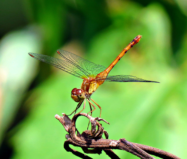 Ruby Meadowhawk