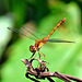 Ruby Meadowhawk