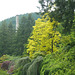 Sunken Garden At The Butchart Gardens