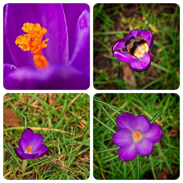 Crocus Collage (2)