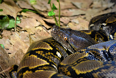 Reticulated Python