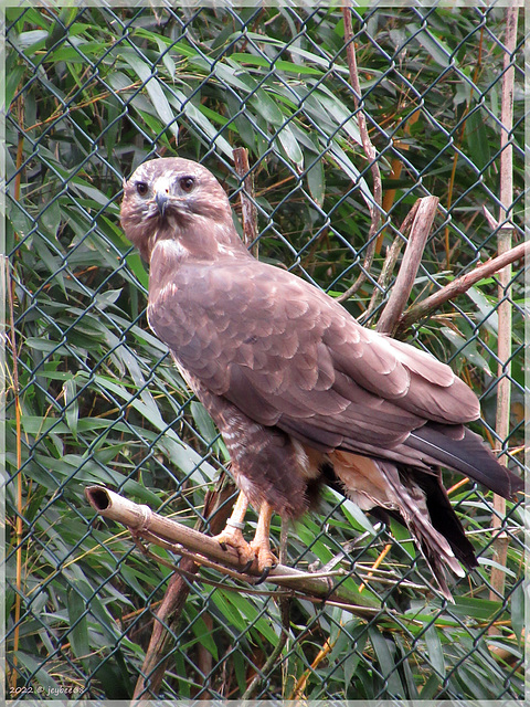 Mäusebussard