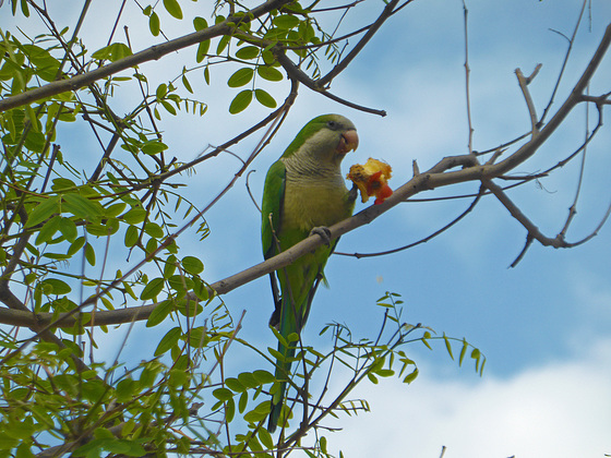 A Monk Parakeet in Barcelona