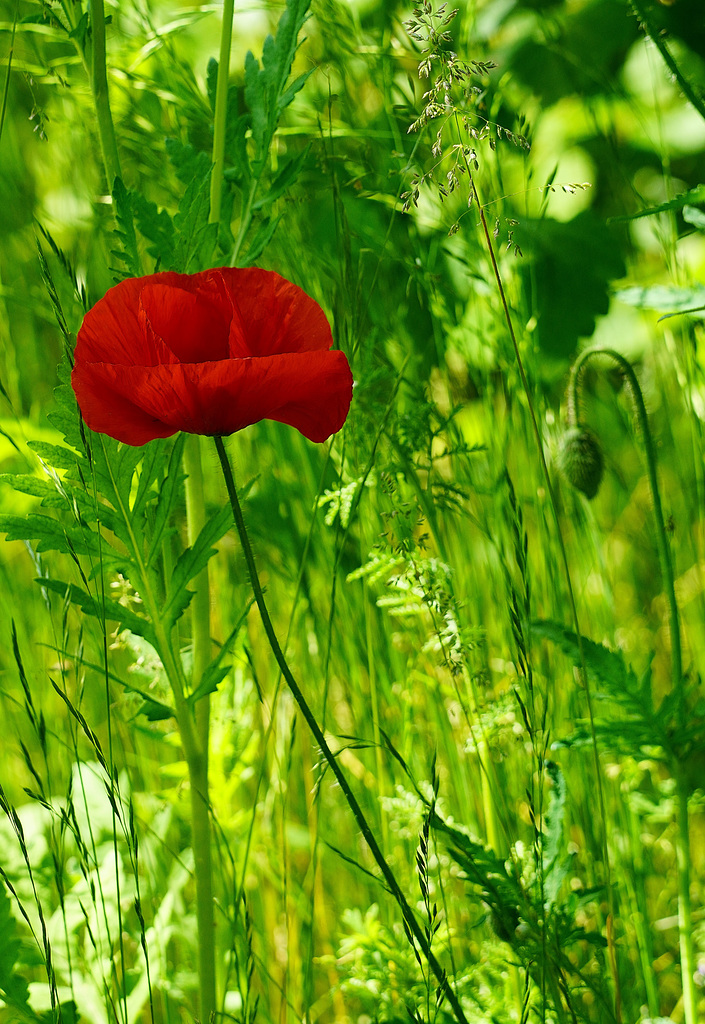 Mohn