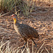 Yellow-necked spurfowl