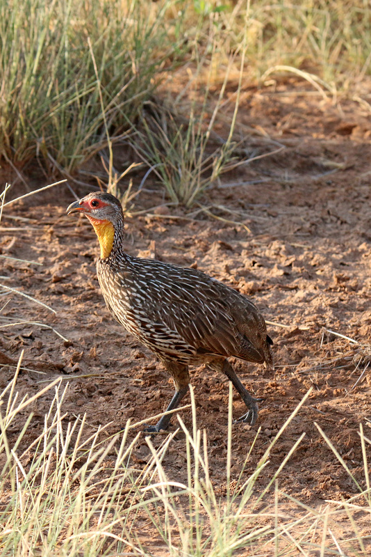 Yellow-necked spurfowl