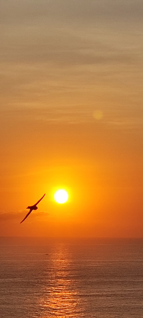 un vol au coucher de soleil