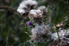 20140911 5138VRAw [NL] Distel,  Terschelling