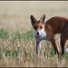 RENARD