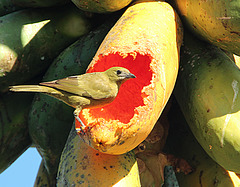 Palm Tanager