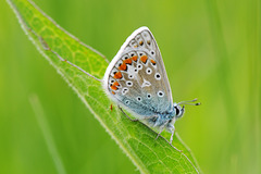 Common blue on green