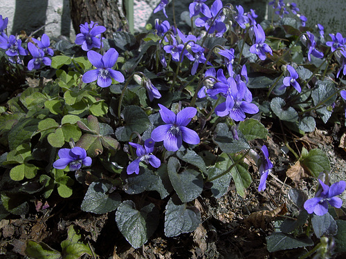 Duftveilchen (Viola odorata)