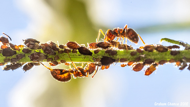 Ants and aphids