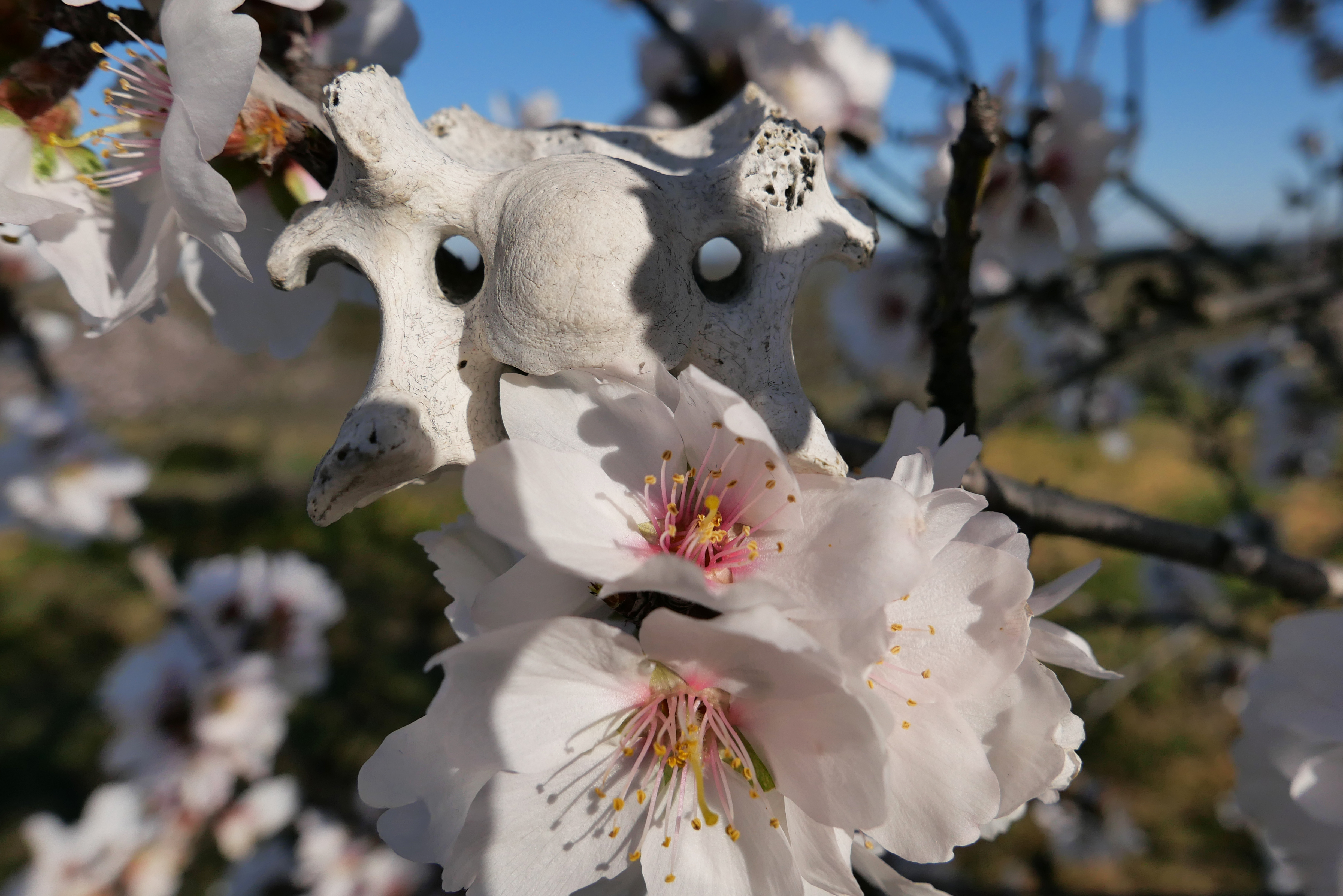 Prunus dulcis. Dante wishes you all a nice Sunday!