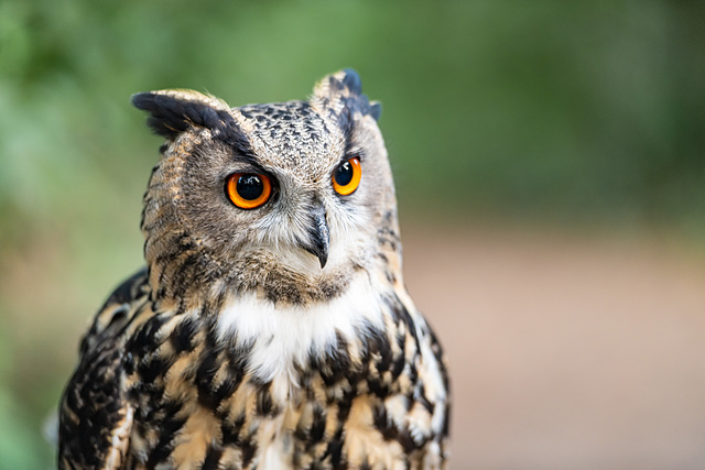 Eurasian eagle-owl