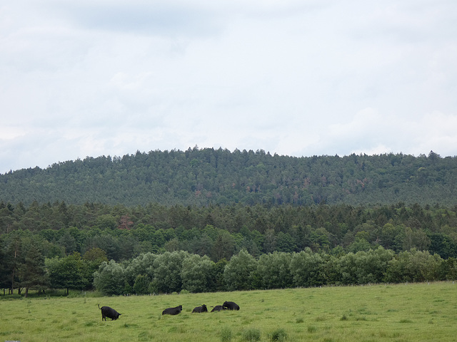 Schwarzerberg und sein Schutzwald