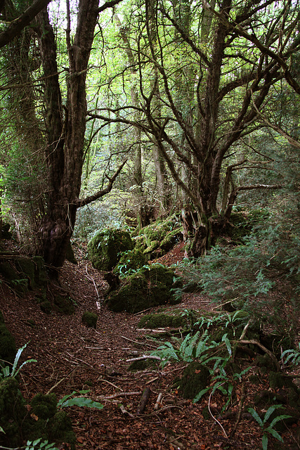 Puzzlewood