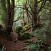 Puzzlewood