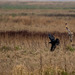 Short eared owl being mobbed by a crow