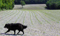 orsbacher waldschen